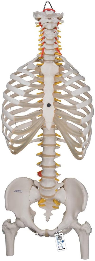 Flexibel Menselijk Wervelkolommodel met Borstkorf en Dijbeenwarmers voor Anatomieonderwijs