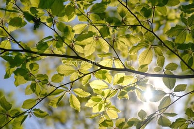 Fotobehang voorjaarsblad tegen blauwe hemel 250 x 260 cm - € 175,--