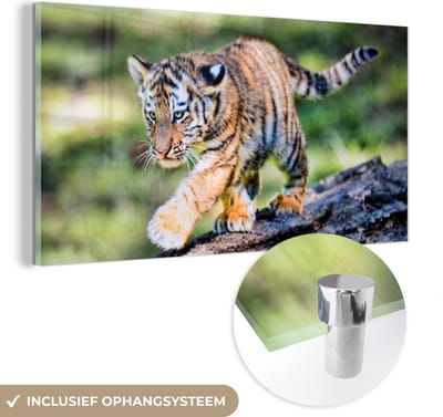 MuchoWow® Glasschilderij 40x20 cm - Schilderij acrylglas - Tijger - Welp - Boom - Foto op glas - Schilderijen