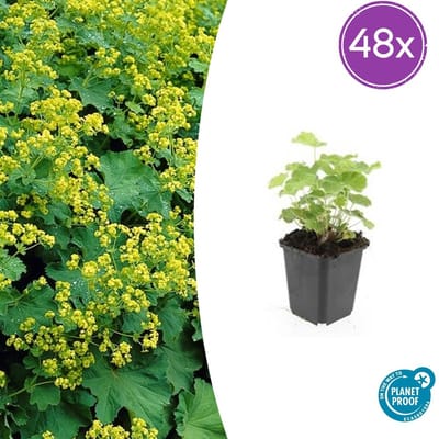 Tuinplantenshop.com | Alchemilla mollis | 48 stuks - Ø9cm - 10-25cm hoog - Tuinplant