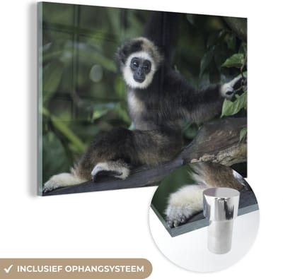 ® Glasschilderij 180x120 cm - Schilderij acrylglas - Lar aap zittend in het Nationaal Park Lar - Foto op glas - Muurdecoratie woonkamer - Wanddecoratie slaapkamer - Schilderijen