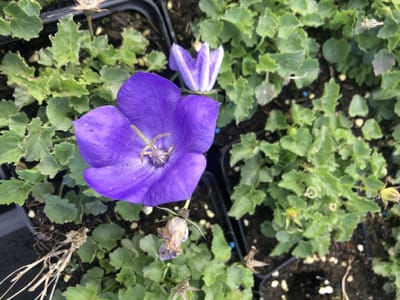 6x Karpatenklokje - Campanula carpatica ' Blaue Clips' | 9x9 cm pot