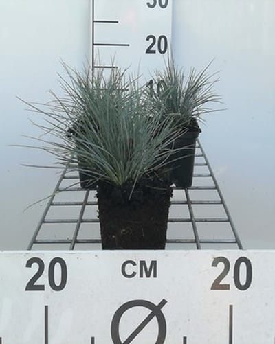 6x Zwenkgras - Festuca glauca (ovina 'Glauca') | 9x9 cm pot