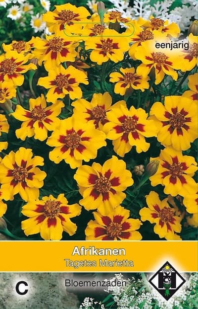 Van Hemert & Co - Afrikaantjes Marietta (Tagetes patula nana)