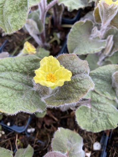 6 x Saruma henryi - Geurende hoefbloem - P9 Pot (9 x 9cm) - Dima Vaste Planten