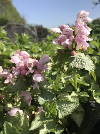 6 x Lamium maculatum 'Pink Pewter' - Dovenetel - P9 Pot (9 X 9cm) - Dima Vaste Planten
