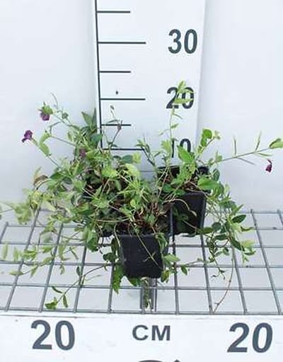12x Kleine Maagdenpalm - Vinca minor 'Atropurpurea' ('rubra') | 9x9 cm pot