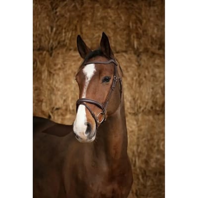 Norton Equestrian Perle Halster Bruin Cob