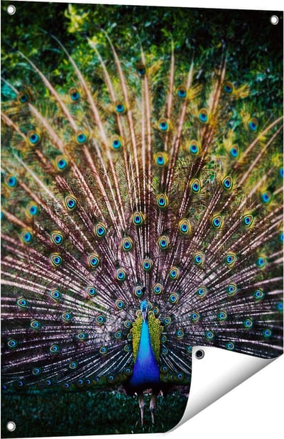 Gards Tuinposter Pauw met Kleurrijke Veren - Kleur - 60x80 cm - Tuindoek - Tuindecoratie - Wanddecoratie buiten - Tuinschilderij