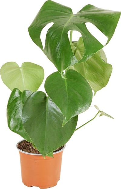 JUNAVERA Monstera Deliciosa | In 19 cm pot