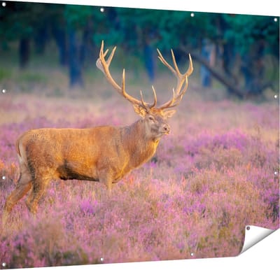 Gards Tuinposter Hert in de Weide tijdens Zonsondergang - 150x120 cm - Tuindoek - Tuindecoratie - Wanddecoratie buiten - Tuinschilderij