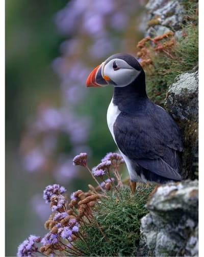 diamond painting Puffin vogel zeer mooi als decoratie aan de muur te hebben 20 x 30 cm