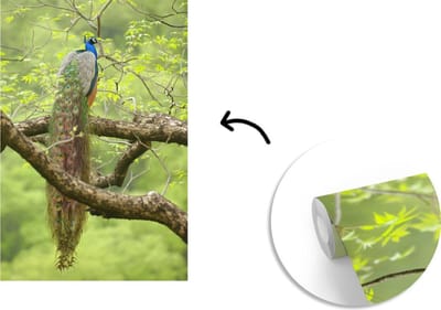 Behang - Fotobehang Pauw - Veren - Boom - Breedte 175 cm x hoogte 260 cm