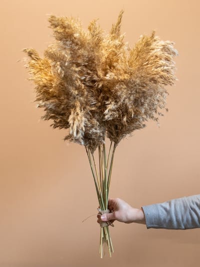 10 x Wooly Pampas Pluimen | Droogbloemen | Droogbloemenboeket