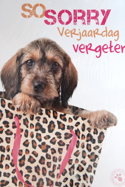Studio Pets by Myrna - Wenskaart Verjaardag Vergeten - Sorry - 14,5 x 21 cm - Dubbele Kaart - Inclusief Envelop