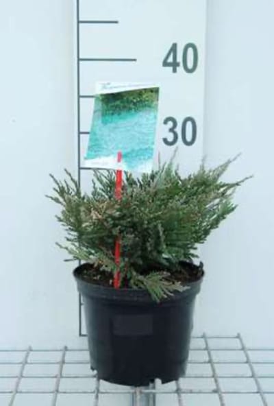 Juniperus horizontalis 'Blue Moon' - Jeneverbes 25 - 30 cm in pot