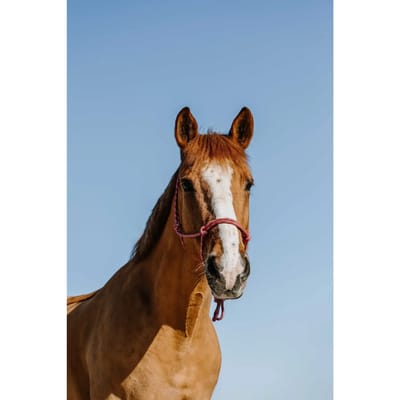 Ethologisch halster voor paard Norton Zary