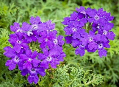 Verbena Zaden - Kruid Zaden - Tuinieren Bloemen - Heirloom Variëteit - 250 Stuks - Lila