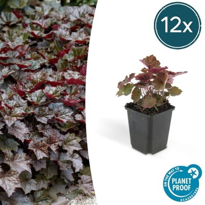 Trendyplants - Heuchera micrantha 'Palace Purple' - 12 stuks - Purperklokje - Winterhard - Hoogte 20-30 cm - Potmaat Ø9cm