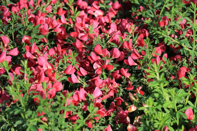 Set van 3 kleurrijke Cytisus – ‘Apricot Gem’, ‘Boskoop Ruby’ & ‘Zeelandia’ – hoogte ca. 25 cm – 9 cm pot