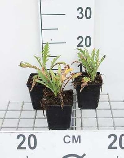6x Oosterse papaver - Papaver or. 'Prinz. Viktoria Louise' | 9x9 cm pot