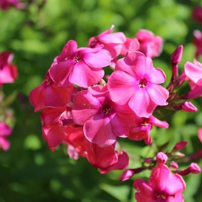 Vlambloem (Phlox Paniculata) - Tenor - Vaste planten - Snijbloemen - Zomerbollen - bloeit in Juli / Augustus