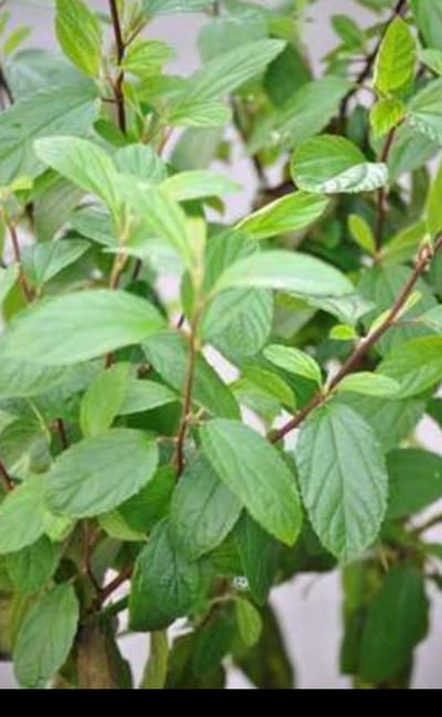 Ceanothus del. 'Henri defosse' - Amerikaanse Sering , Sikkelbloem 40- 50 cm in pot