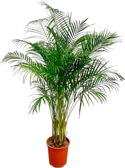 Dypsis Lutescens (Areca Palm) - Ø27cm - 160-180cm hoog - Kamerplant - Groenblijvend