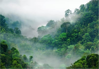 Fotobehangkoning - Behang - Vliesbehang - Fotobehang - Mistig Bos - Regenwoud - Morning Fog - 150 x 105 cm