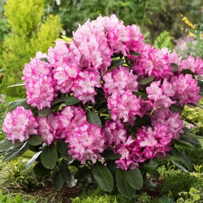 Plants Online BV - Planten - Tuinplanten - Heesters - Set van 1 - Rhododendron 'Blurettia'
