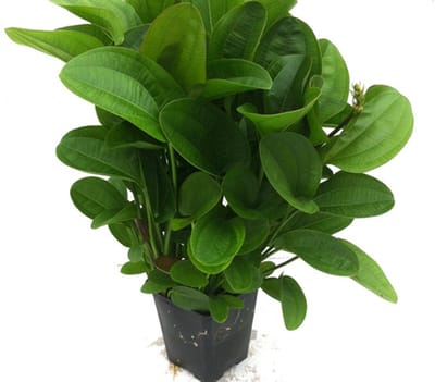 Moerings Echinodorus Harbich Groen in 5 cm pot