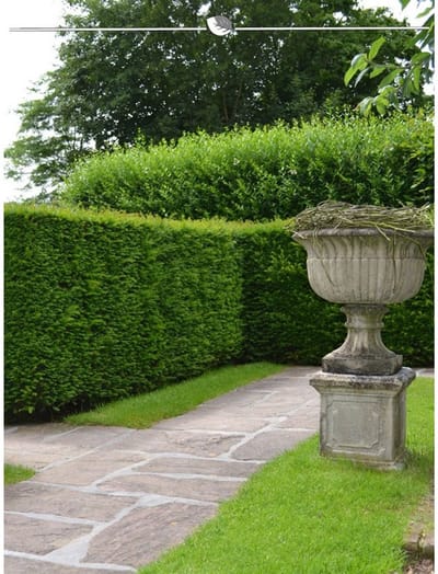 Venijnboom Taxus baccata 120-140 cm, 15x Haagplant