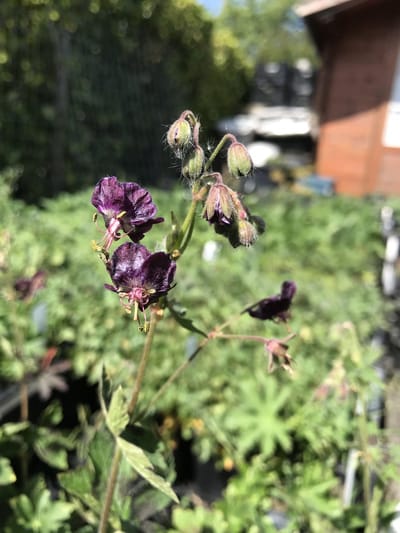6 x Geranium phaeum - Ooievaarsbek - P9 Pot (9 x 9cm) - Dima Vaste Planten