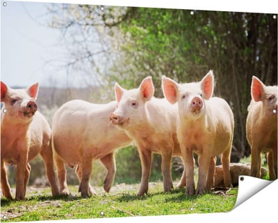 Gards Tuinposter Groep Jonge Varkens - 150x100 cm - Tuindoek - Tuindecoratie - Wanddecoratie buiten - Tuinschilderij