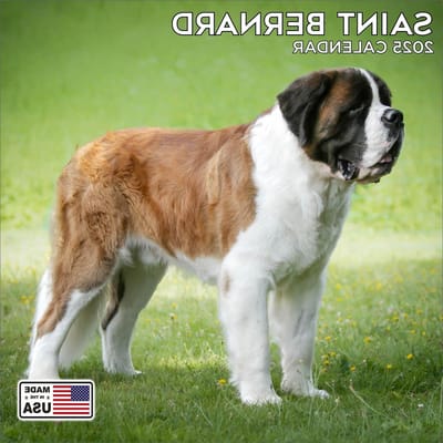 Wandkalender Honden - Huisdier Planner - Jaarlijkse Planning - High-Definition Beelden - 30x30 cm - Meerdere Kleuren