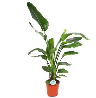 Strelitzia nicolai - Hoogte 140cm - Pot 27cm