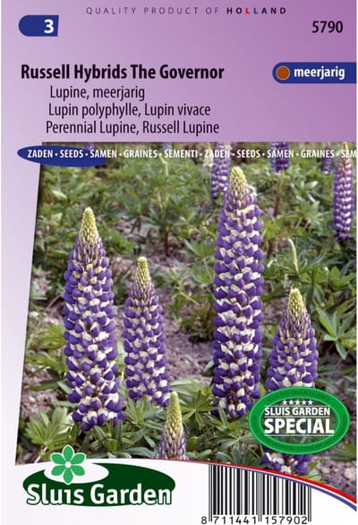Sluis Garden - Lupine The Governor (Lupinus)