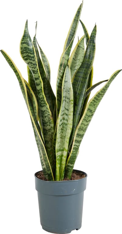 Bloomique - Sansevieria Laurentii - Vrouwentong - Kamerplanten - Luchtzuiverend - Zeer Gemakkelijk te Verzorgen - Hoogte 30-40 cm - Pot 12 cm