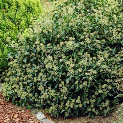 8 x Struikklimop XL Groen|Wit - Bodembedekker Wintergroen - Hedera helix Arborescens in C2(liter) pot met hoogte 10 - 30cm