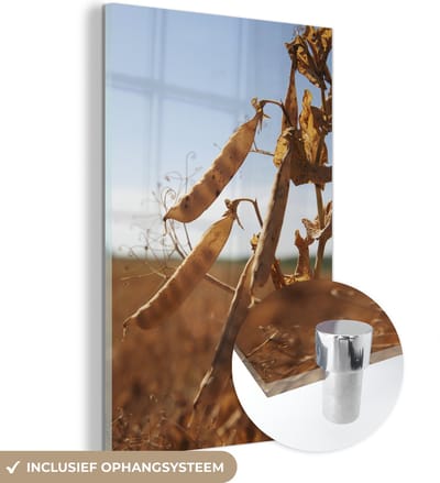 ® Glasschilderij 120x180 cm - Schilderij acrylglas - Gedroogde erwten aan een plant in een veld met een blauwe hemel - Foto op glas - Muurdecoratie woonkamer - Wanddecoratie slaapkamer - Schilderijen