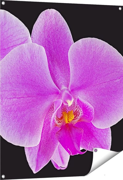 Gards Tuinposter Licht Paarse Orchidee - Bloem - 80x100 cm - Tuindoek - Tuindecoratie - Wanddecoratie buiten - Tuinschilderij