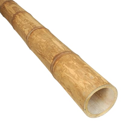 Masters of Bamboo® Bamboe Paal Guadua - 100 cm - Ø 11-13 cm