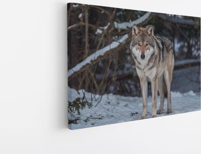 Saammp Canvas Schilderij - Wolf in de sneeuw - Winter - Dieren - Natuur - 30x20 - Foto op canvas - Wanddecoratie - muurdecoratie Woonkamer - Slaapkamer decoratie - Canvas Print
