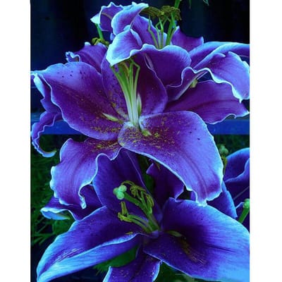 5D Diamond schilderij  paarse lelie bloem  diamant borduurwerk grote bloemen kruissteek 5D Home Decor 20X30CM blue