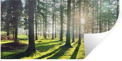 Muurstickers - Sticker Folie - Bomen - Natuur - Bos - 40x20 cm - Plakfolie - Muurstickers Kinderkamer - Zelfklevend Behang - Zelfklevend behangpapier - Stickerfolie