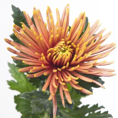 10x Chrysant saffina dark g 70cm