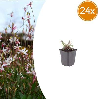 Tuinplantenshop.com | Gaura l. 'Siskiyou Pink' | 24 stuks - Ø9cm - 10-25cm hoog - Tuinplant