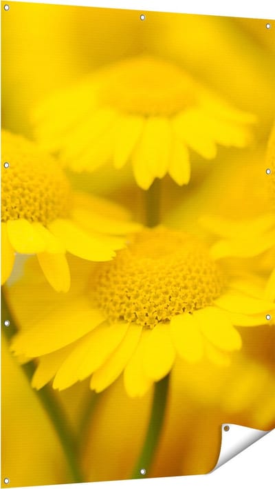 Gards Tuinposter Gele Kamille Bloemen - 100x150 cm - Tuindoek - Tuindecoratie - Wanddecoratie buiten - Tuinschilderij