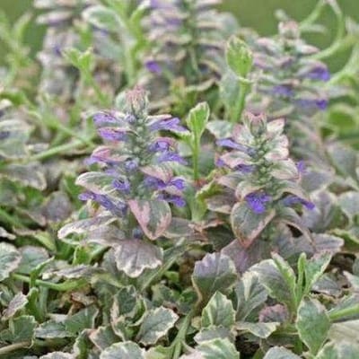 6 x Ajuga reptans 'Burgundy Glow' - Kruipend zenegroen - Pot 9x9 cm