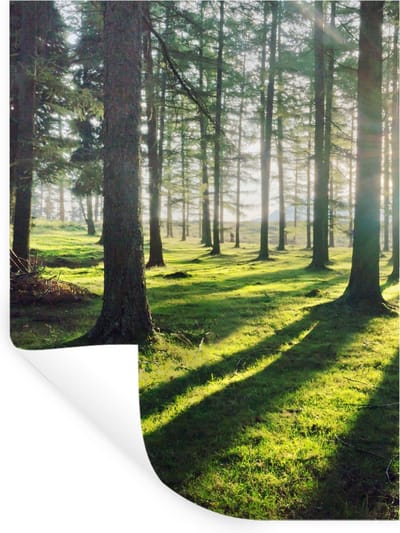 Muurstickers - Sticker Folie - Bomen - Natuur - Bos - 30x40 cm - Plakfolie - Muurstickers Kinderkamer - Zelfklevend Behang - Zelfklevend behangpapier - Stickerfolie